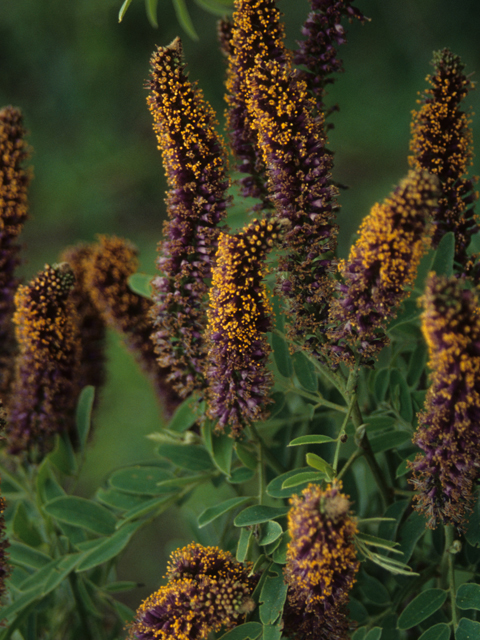 fiori